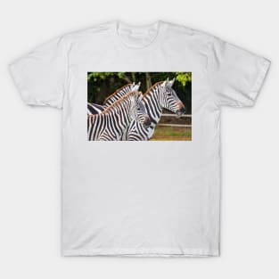 Three Zebras T-Shirt